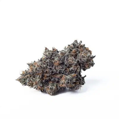 Sherbanger #22 by Boston Roots Seed Co cannabis strain