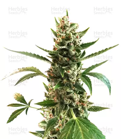 Sideral by Ripper Seeds, Photoperiod cannabis strain