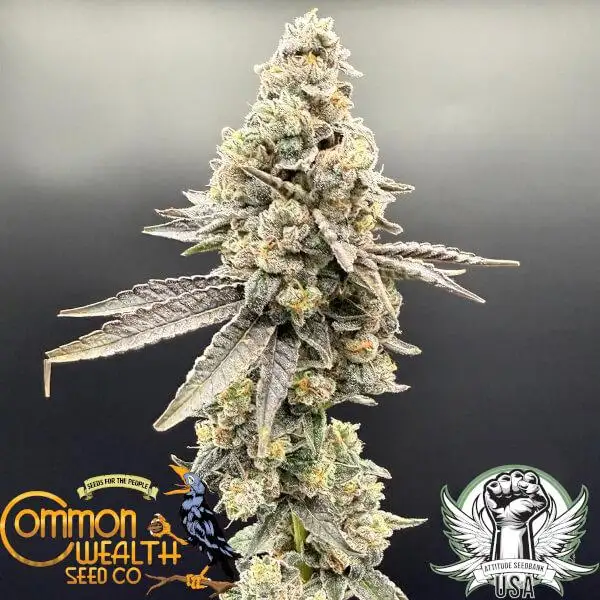 Sig Sour Regular by Common Wealth Seed Co cannabis strain
