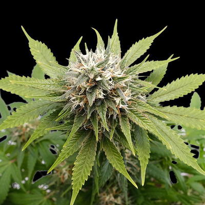 Silver Widow by Kannabia Seed Company, Photoperiod cannabis strain