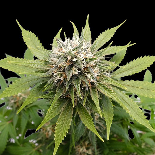 Silver Widow by Kannabia Seed Company, Photoperiod cannabis strain