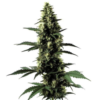 Silversurfer Haze cannabis strain