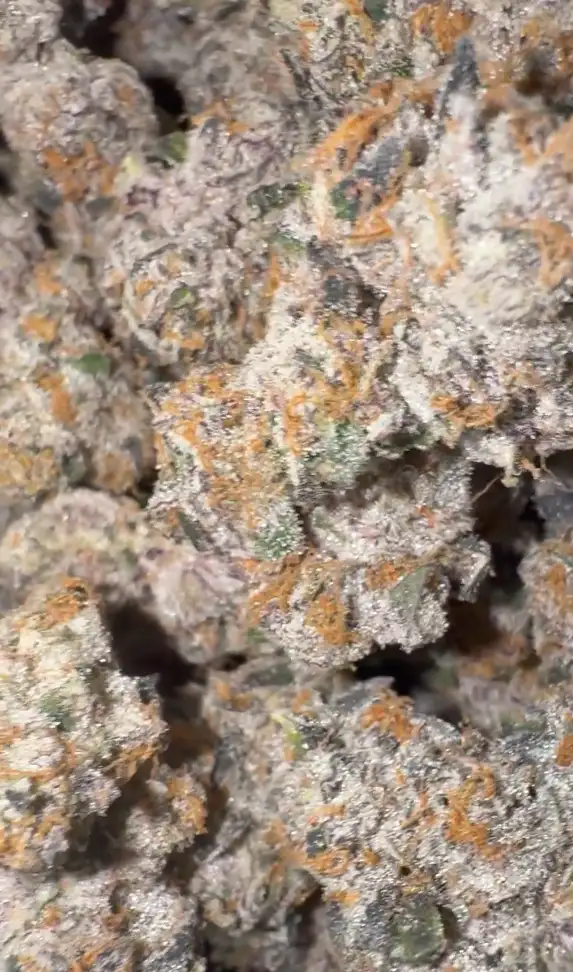 Sirenz by Zaba Cannabis Co cannabis strain