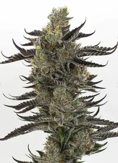 Skunk Shocker by Local Boy Seeds cannabis strain