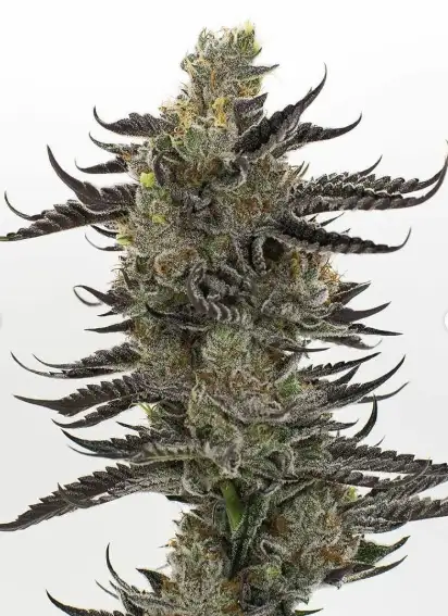 Skunk Shocker by Local Boy Seeds cannabis strain