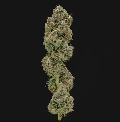Smacks by Doghouse cannabis strain