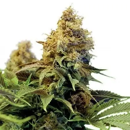 Snoop Dogg Og by Dog Pound Genetics cannabis strain