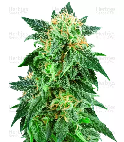 Snow Ryder Auto by White Label, Autoflower cannabis strain