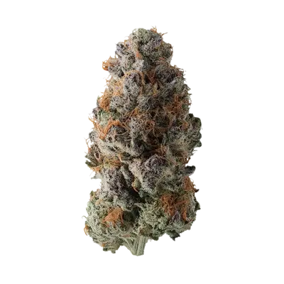 Snuggle by Common Wealth Seed Co cannabis strain