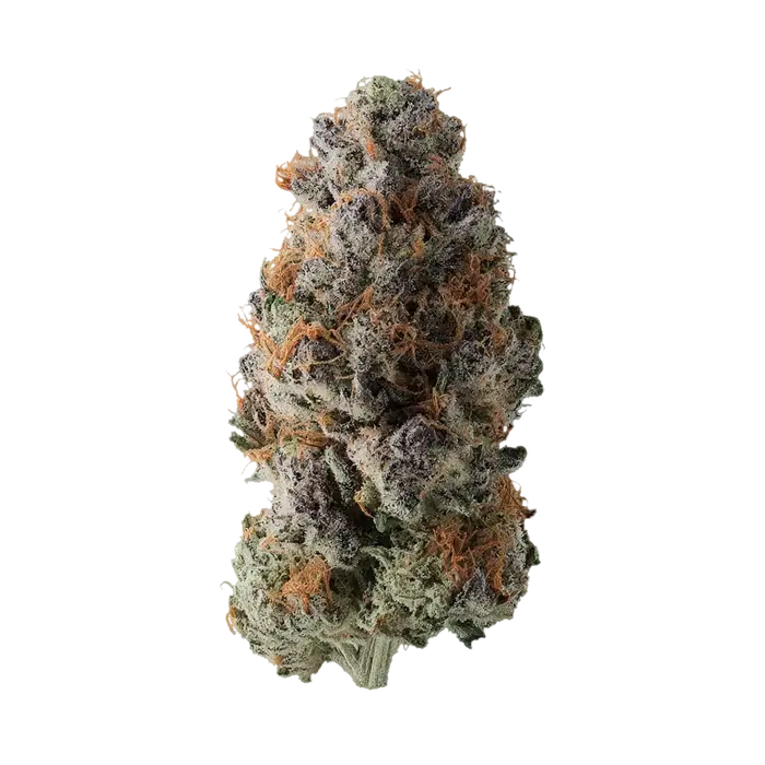 Snuggle by Common Wealth Seed Co cannabis strain
