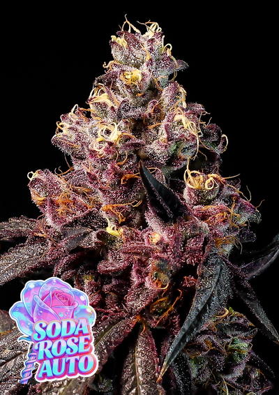 Soda Rose Auto by Anesia Seeds, Autoflower cannabis strain