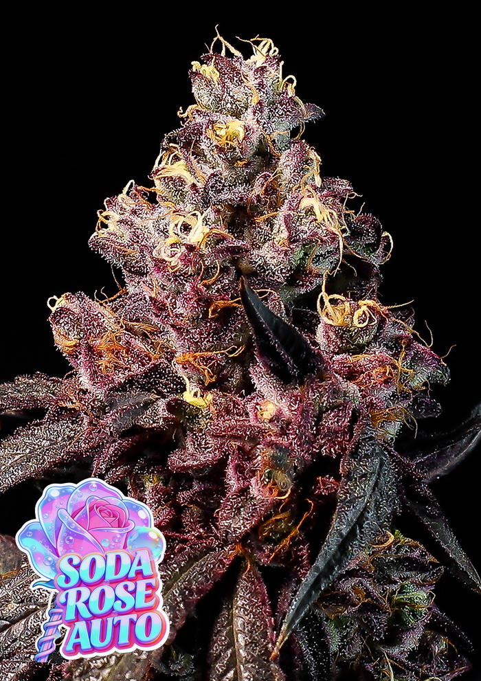 Soda Rose Auto by Anesia Seeds, Autoflower cannabis strain