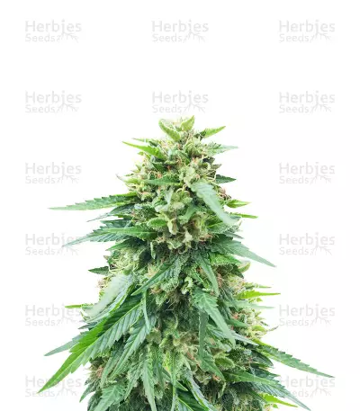 Somango XXL by Nirvana, Autoflower cannabis strain