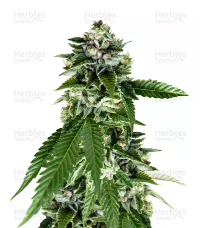 Sorbet Dreams by DNA Genetics, Photoperiod cannabis strain