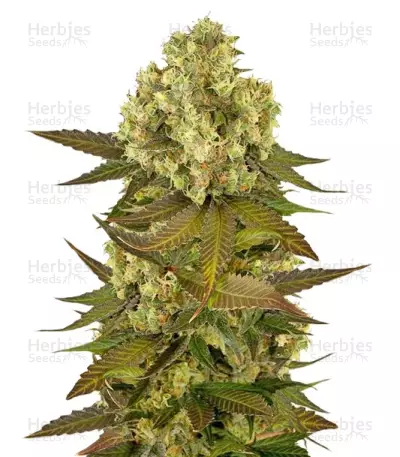 Sour Blueberry by Humboldt Seed Organization, Photoperiod cannabis strain