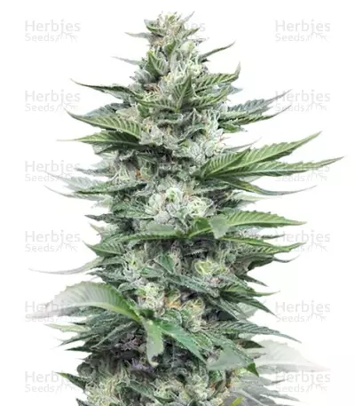 Sour Diesel #2 by Humboldt Seed Organization, Photoperiod cannabis strain