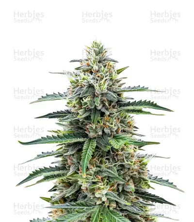 Sour Diesel Auto by WeedSeedsExpress, Autoflower cannabis strain