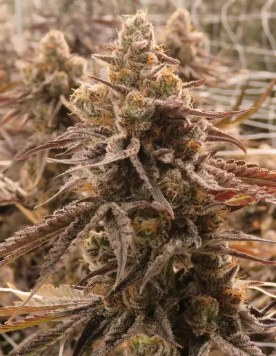 Sour Gelato Regular by Tiger Trees cannabis strain