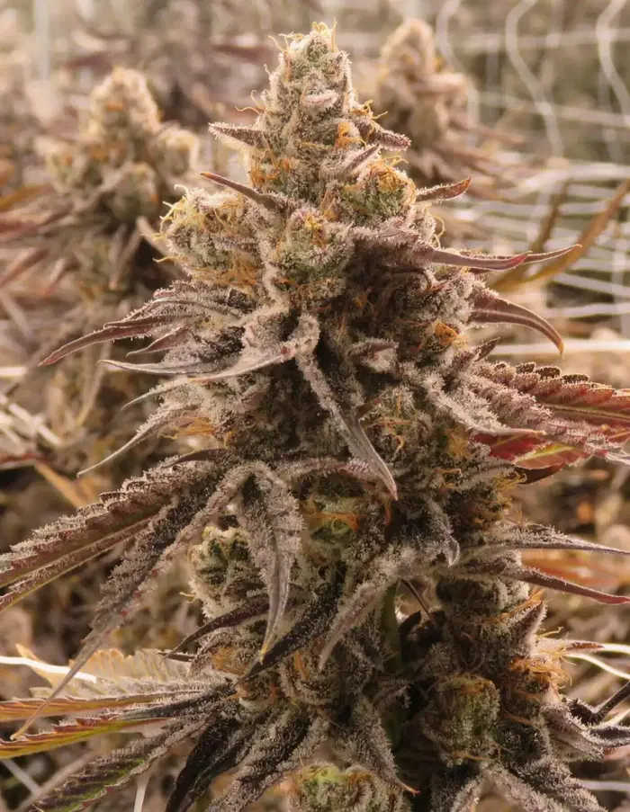 Sour Gelato Regular by Tiger Trees cannabis strain