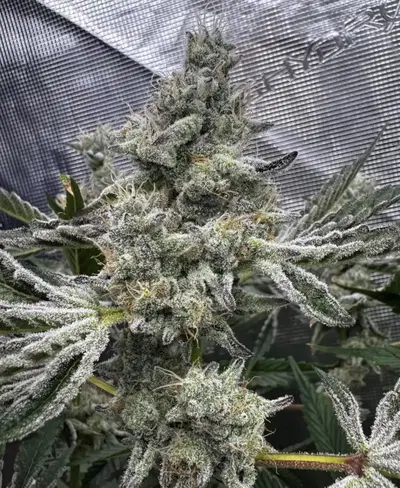 Sour Keyz by Florganix cannabis strain