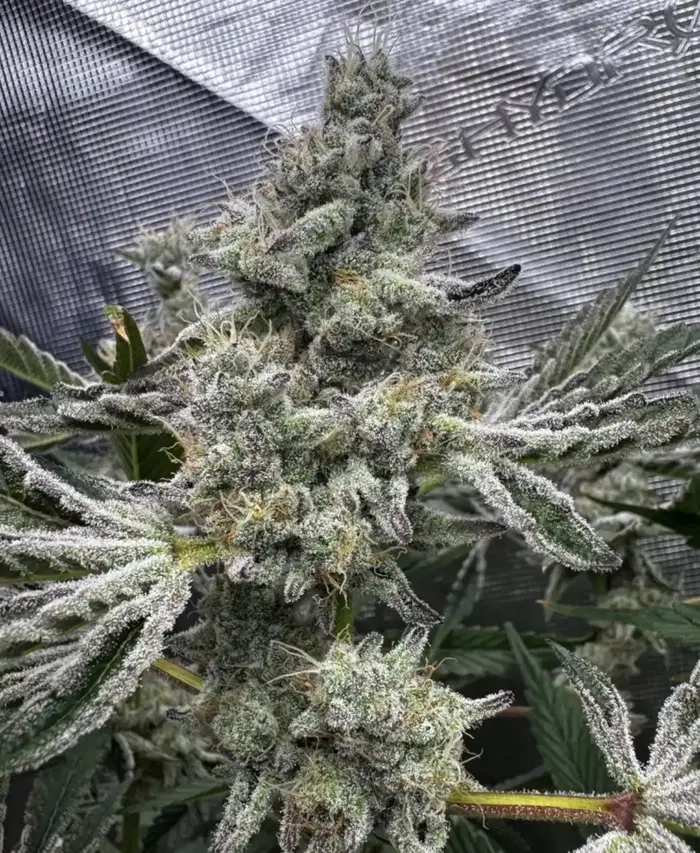Sour Keyz by Florganix cannabis strain