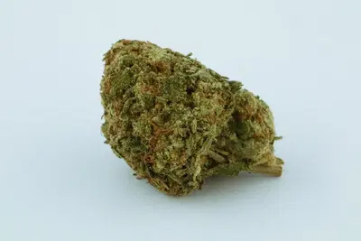 Sour Lemonade by Dank Genetics cannabis strain