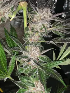 Sour Trop Bx1 by Oni Seed co., Photoperiod cannabis strain