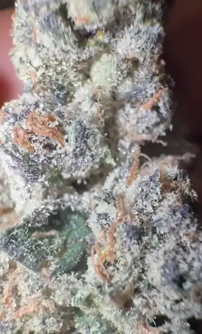 Sour Ube by Zaba Cannabis Co cannabis strain