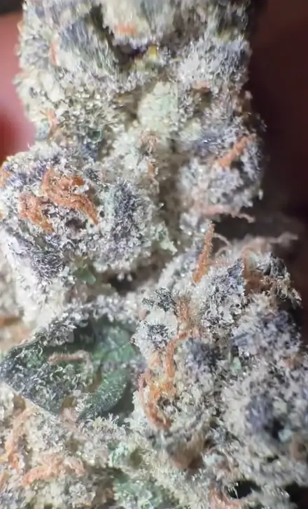Sour Ube by Zaba Cannabis Co cannabis strain