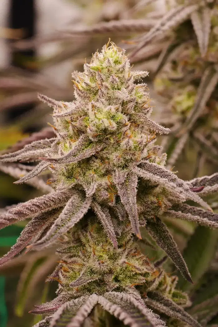 Space Fuel by Florganix cannabis strain