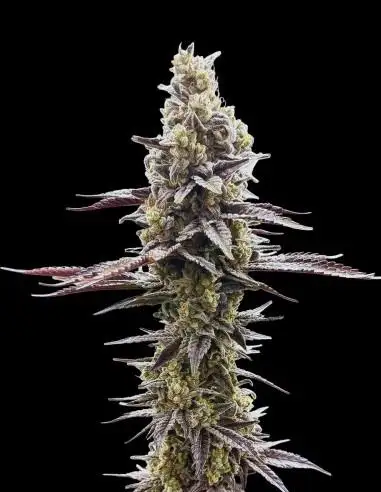 Speed Bump Regular by Common Wealth Seed Co cannabis strain