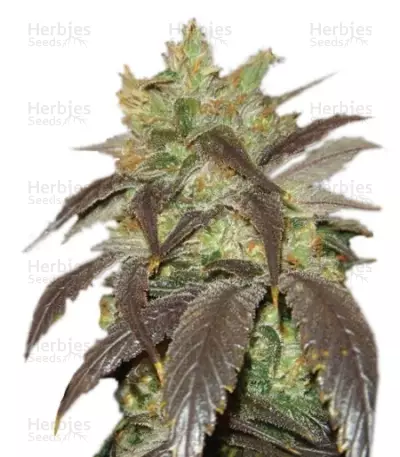 Spoetnik #1 by Paradise Seeds, Photoperiod cannabis strain