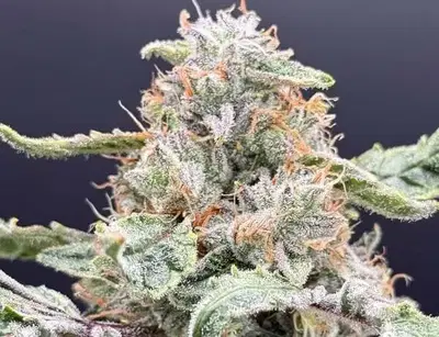 Starshine by Common Wealth Seed Co cannabis strain