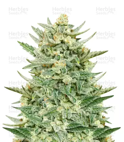 Strawberry Banana Feminized by Canuk Seeds, Photoperiod cannabis strain