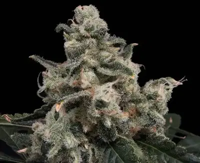 Strawberry Honeycombz by Common Wealth Seed Co cannabis strain