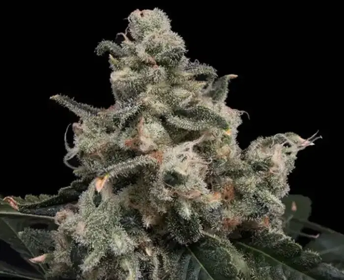 Strawberry Honeycombz by Common Wealth Seed Co cannabis strain