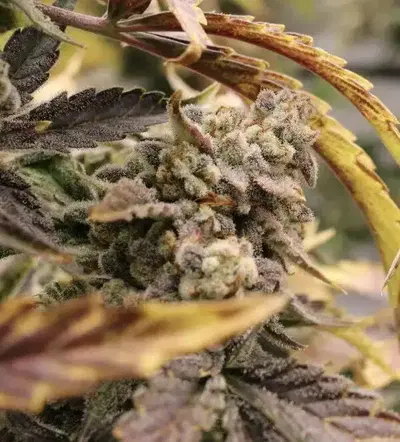 Strawberry Milk And Qookies Remix #2 Auto by Night Owl Seeds cannabis strain