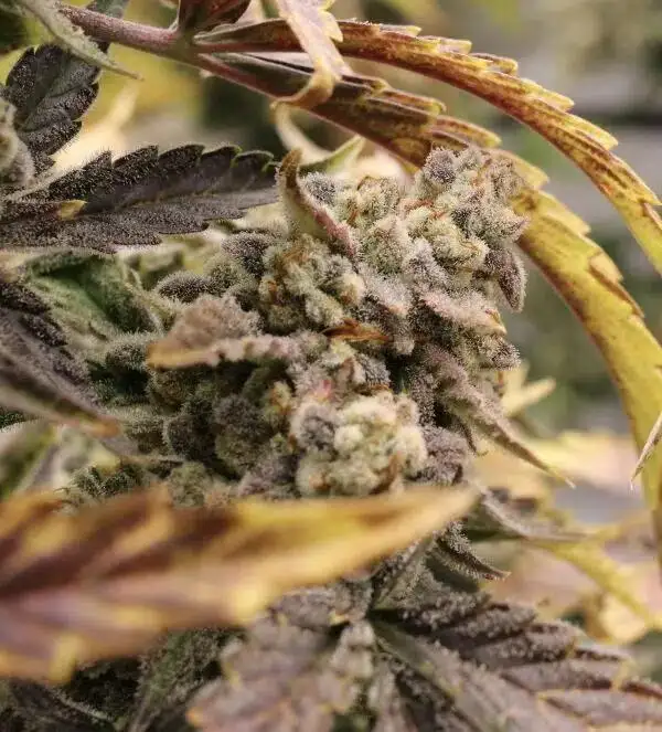 Strawberry Milk And Qookies Remix #2 Auto by Night Owl Seeds cannabis strain