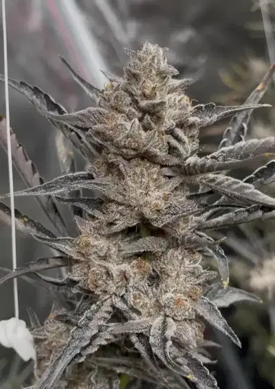 Strawberry Mojito V2 Auto by Night Owl Seeds cannabis strain