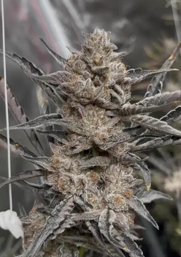Strawberry Mojito V2 Auto by Night Owl Seeds cannabis strain