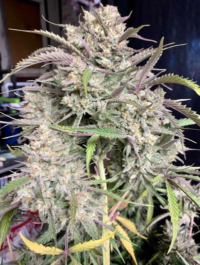 Strawnana Auto by Crockett Family Farms, Autoflower cannabis strain