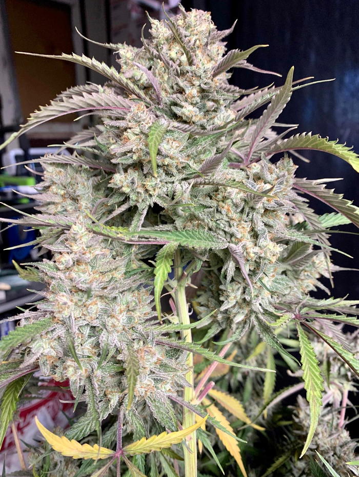 Strawnana Auto by Crockett Family Farms, Autoflower cannabis strain