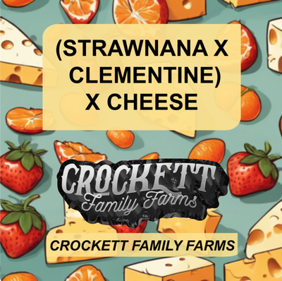 (Strawnana clementine) x cheese by Crockett Family Farms, Photoperiod cannabis strain