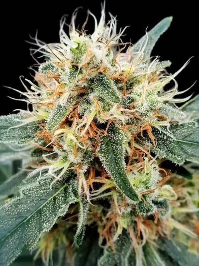 Stromboli Auto cannabis strain
