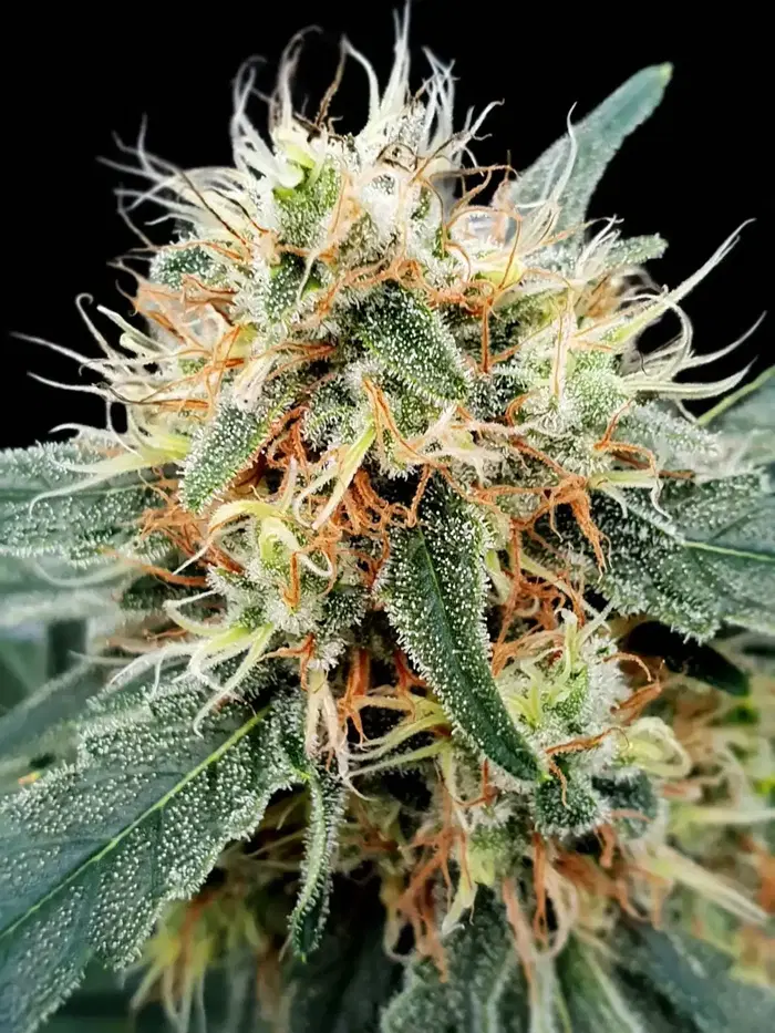 Stromboli Auto by Paradise Seeds, Autoflower cannabis strain