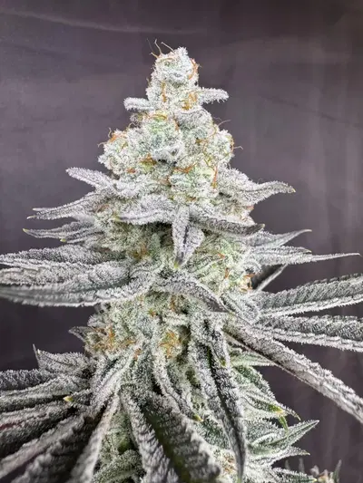 Sugah Stix by Florganix cannabis strain