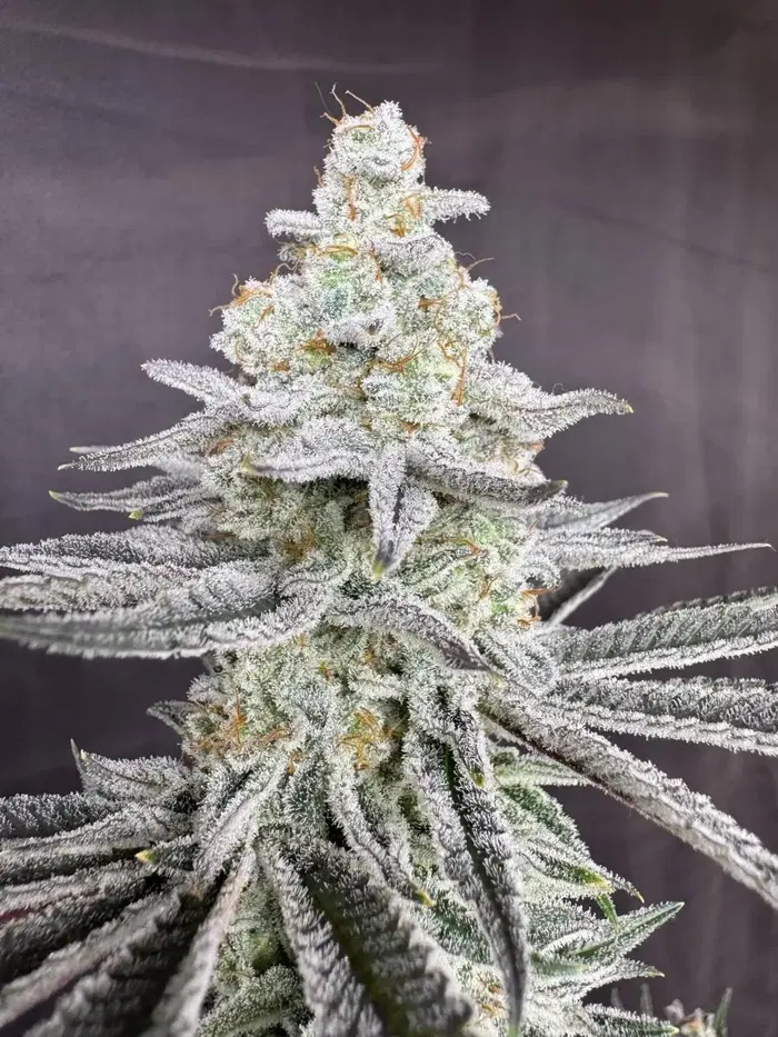 Sugah Stix by Florganix cannabis strain