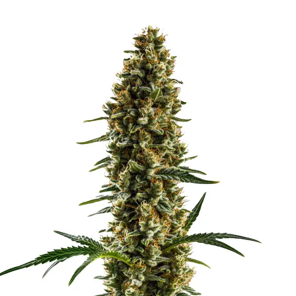 Sugar Haze Regular by Blimburn Seeds, Photoperiod cannabis strain