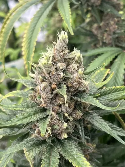 Sugar Hill by Blackbox Genetics cannabis strain
