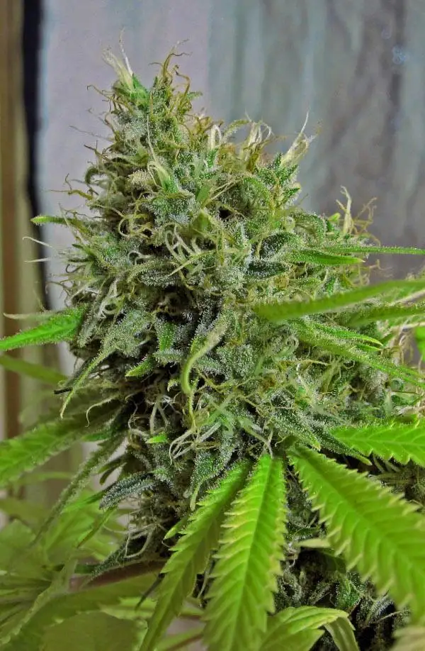 Sugar Kush by Dizzy Duck Seeds cannabis strain
